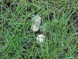 Lycoperdon curtisii image