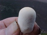 Lycoperdon curtisii image
