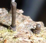 Leprieuria bacillum image