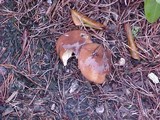Suillus luteus image