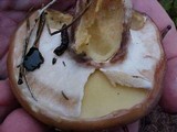 Suillus luteus image