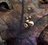 Marasmius siccus image