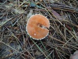 Cystodermella cinnabarina image