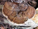 Ganoderma lobatum image