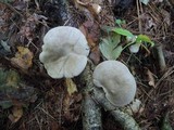 Entoloma abortivum image