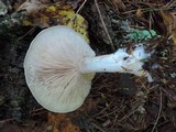 Entoloma abortivum image