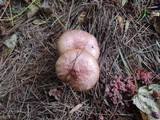 Chroogomphus ochraceus image