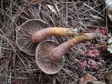 Chroogomphus ochraceus image