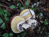 Suillus luteus image