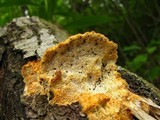 Trametes trogii image