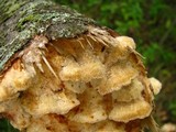 Trametes trogii image