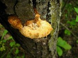 Trametes trogii image