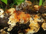 Trametes trogii image