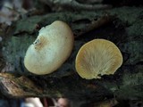Crepidotus crocophyllus image