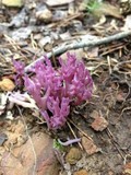 Clavaria zollingeri image