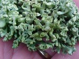 Hypogymnia tubulosa image