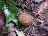 Scleroderma michiganense image
