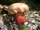 Imperator luteocupreus image