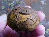 Scleroderma michiganense image
