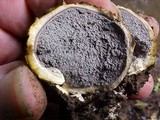 Scleroderma michiganense image