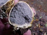 Scleroderma michiganense image