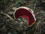 Boletus rhodoxanthus image