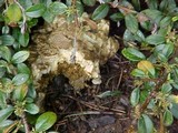 Boletus chrysenteron image