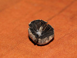 Psathyrella prona image