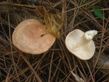 Lactarius vinaceorufescens image