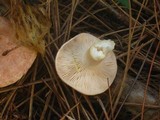 Lactarius vinaceorufescens image