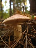 Lactarius vinaceorufescens image