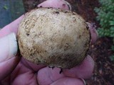 Scleroderma cepa image