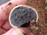 Scleroderma cepa image