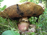 Boletus legaliae image