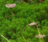 Cantharellula umbonata image
