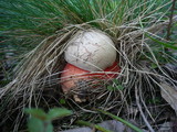 Boletus legaliae image