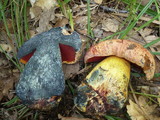 Boletus rhodopurpureus image