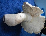 Termitomyces umkowaan image