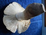 Termitomyces umkowaan image