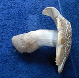 Termitomyces umkowaan image
