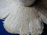 Termitomyces umkowaan image