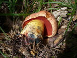 Boletus rhodopurpureus image