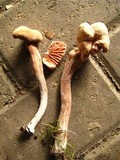 Laccaria bicolor image