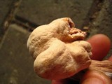 Laccaria bicolor image