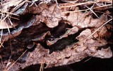 Xylobolus subpileatus image