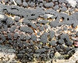 Metatrichia vesparium image