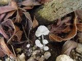 Delicatula integrella image