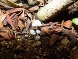 Delicatula integrella image