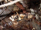 Marasmiellus ramealis image