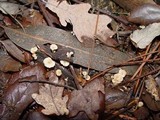 Marasmiellus ramealis image
